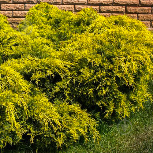 Растение Можжевельник средний / Juniperus pfitzeriana King of Spring С 3 D 20-25 - фото 2