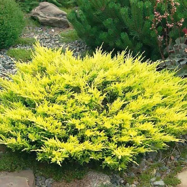 Рослина Ялівець середній / Juniperus pfitzeriana Old Gold С 3 D 20-25 - фото 2