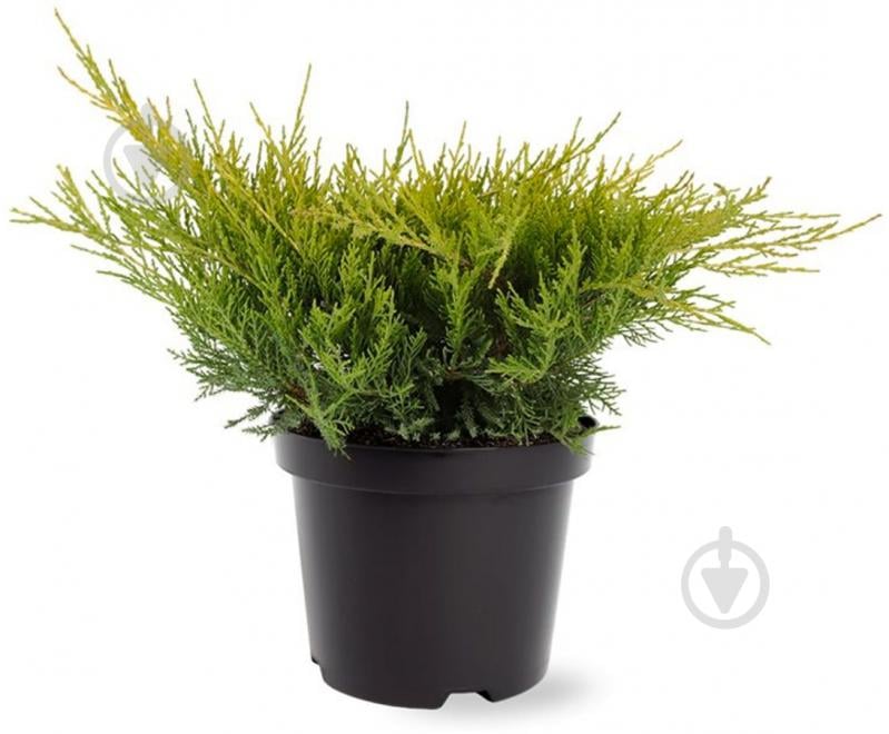 Рослина Ялівець середній / Juniperus pfitzeriana Old Gold С 3 D 20-25 - фото 1