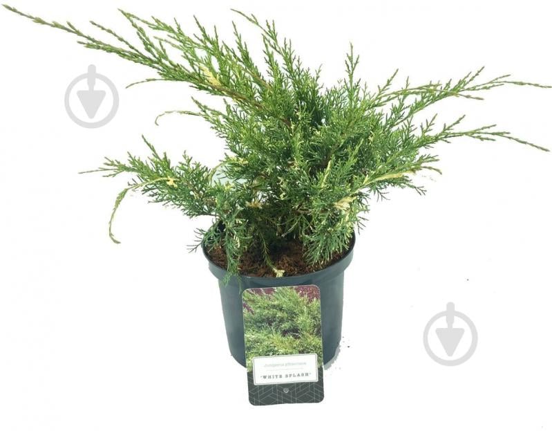 Рослина Ялівець середній / Juniperus pfitzeriana White Splash С 3 D 20-25 - фото 1