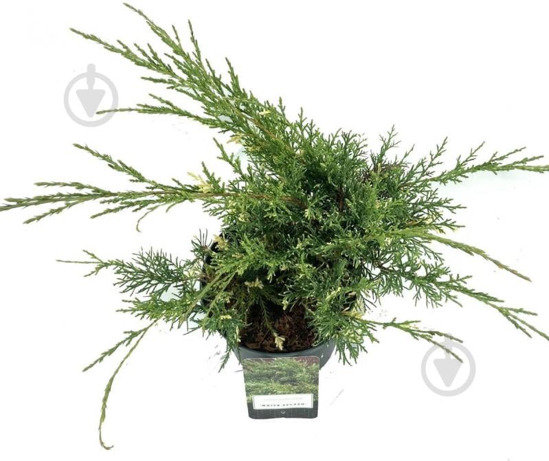 Рослина Ялівець середній / Juniperus pfitzeriana White Splash С 3 D 20-25 - фото 2