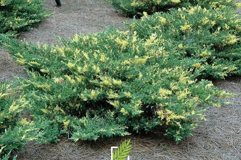 Рослина Ялівець середній / Juniperus pfitzeriana White Splash С 3 D 20-25 - фото 3