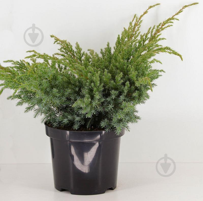 Растение Можжевельник чешуйчатый / Juniperus squamata Blue Swede С 3 D 20-25 - фото 1