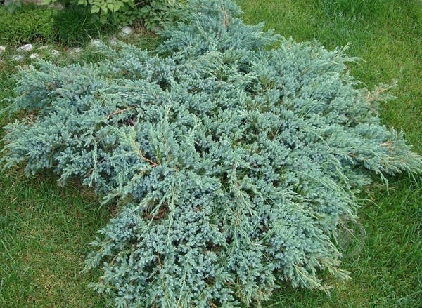 Растение Можжевельник чешуйчатый / Juniperus squamata Blue Swede С 3 D 20-25 - фото 3