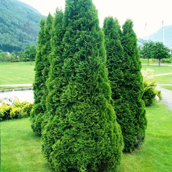 Рослина Туя західна / Thuja occidentalis Columna С 3 Н 20-25 - фото 2