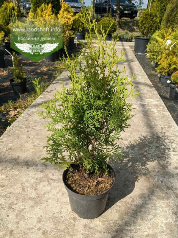 Рослина Туя західна / Thuja occidentalis Columna С 3 Н 20-25 - фото 1