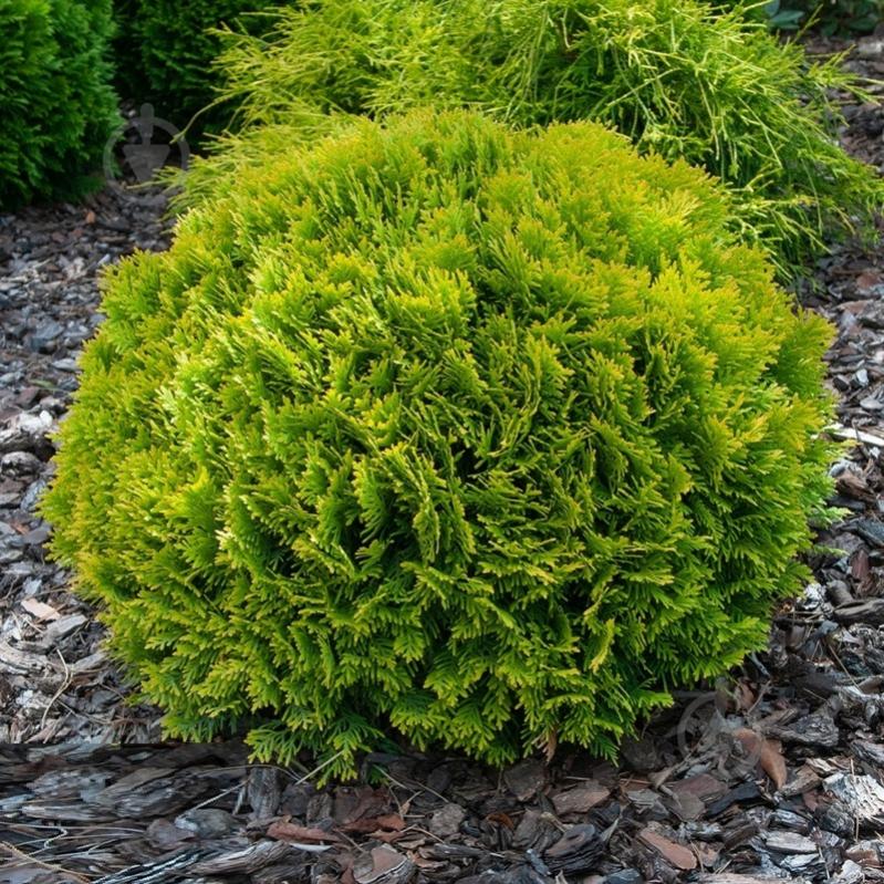 Рослина Туя західна / Thuja occidentalis Mirijam С 3 D 20-30 - фото 3