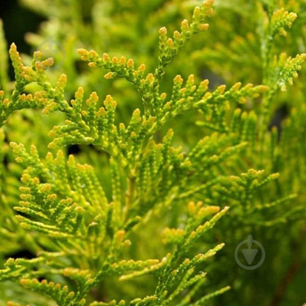 Рослина Туя західна / Thuja occidentalis Mirijam С 3 D 20-30 - фото 2