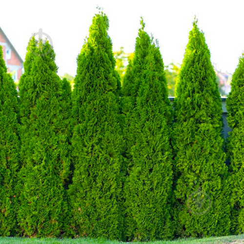 Рослина Туя західна / Thuja occidentalis Pyramidalis Compacta С 3 Н 20-30 - фото 2