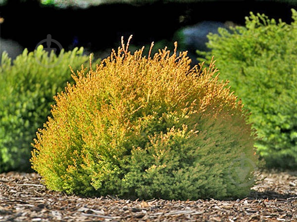 Растение Туя западная/Thuja occidentalis Rheingold С 3 Н 20-30 - фото 2