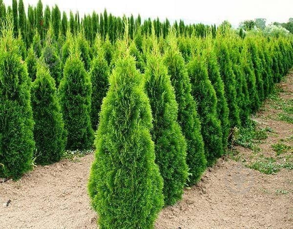 Растение Туя западная / Thuja occidentalis Smaragd С 3 Н 20-30 - фото 2