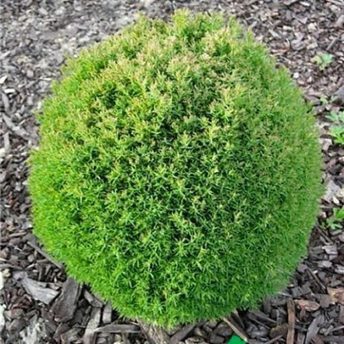 Рослина Туя західна / Thuja occidentalis Teddy С 3 D 20-30 - фото 2