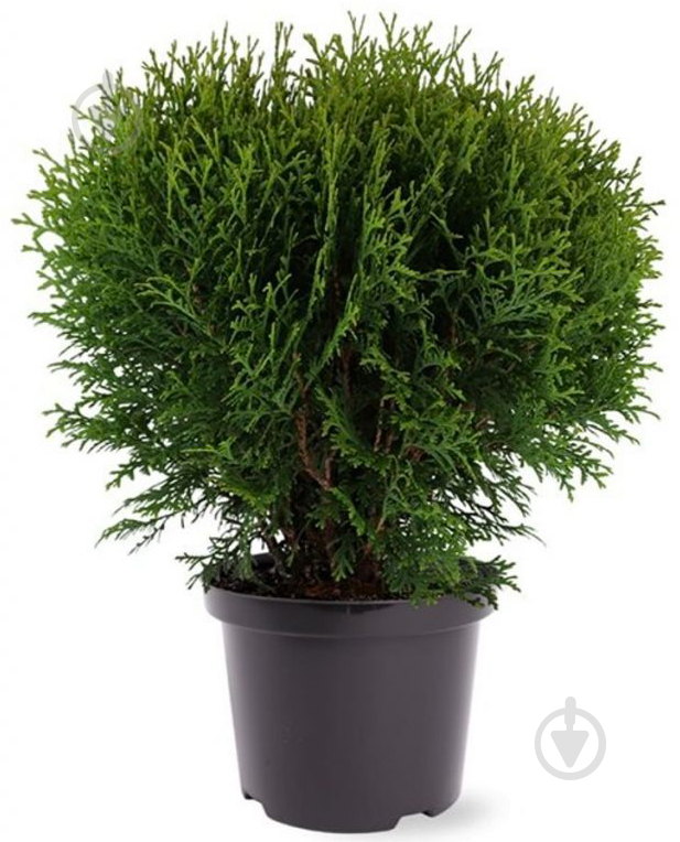 Рослина Туя західна / Thuja occidentalis Tiny Tim С 3 D 20-30 - фото 1