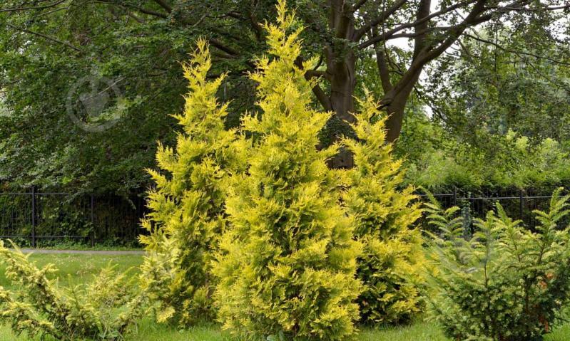 Рослина Туя західна / Thuja occidentalis Yellow Ribbon С 3 D 20-30 - фото 2