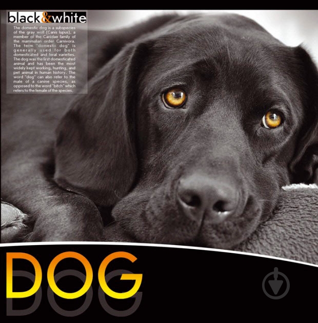 Блокнот Dog 1NB889 Аркуш - фото 1 Блокнот Dog 1NB889 Аркуш - фото 1