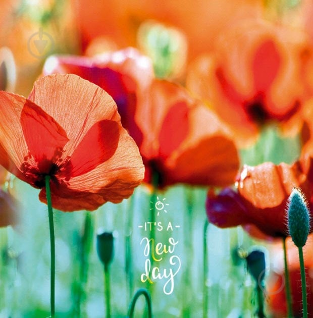 Блокнот Маки 1NB893 Аркуш - фото 1