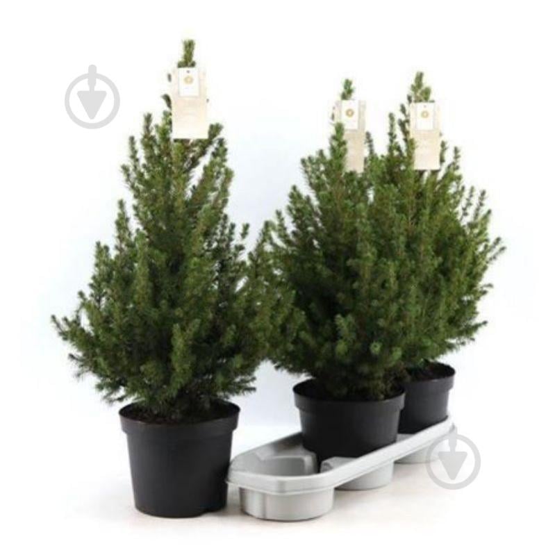 Растение Ель 15х55 Perfecta - фото 1