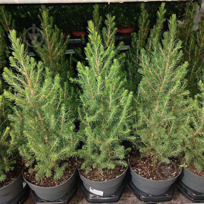 Растение Ель 19х60-75 Conica - фото 1 Растение Ель 19х60-75 Conica - фото 1