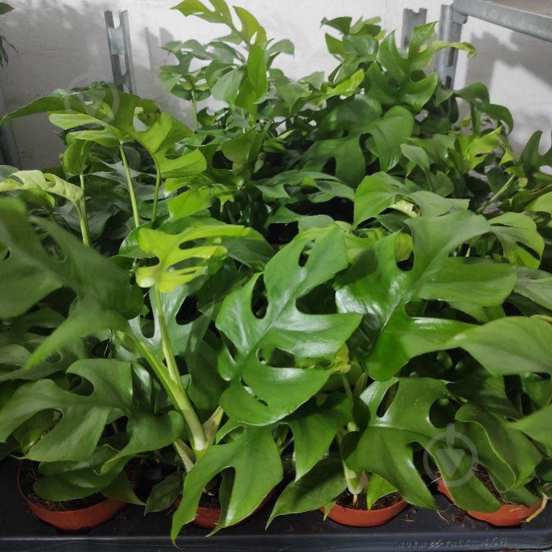 Растение Монстера Minima 12х25 Rhaphidophora tetrasperma - фото 1