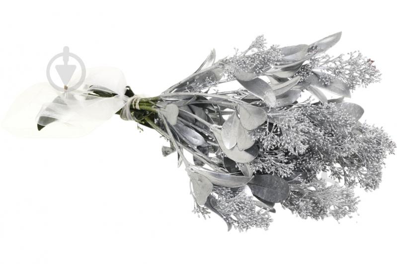 Скиммия серебряная (Нидерланды) - фото 2