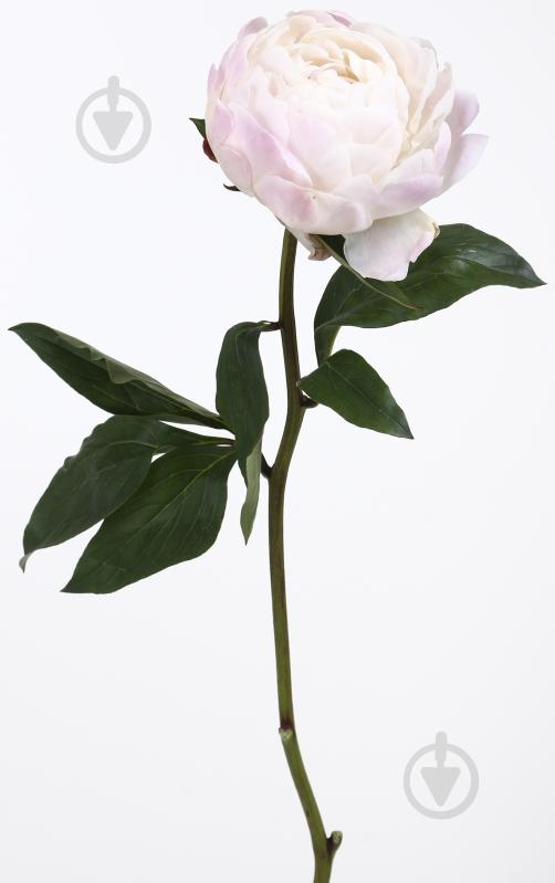 Пион Gardenia шампань (Нидерланды) - фото 7