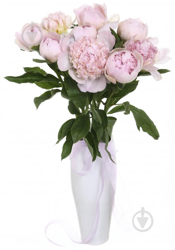 Пион Gardenia шампань (Нидерланды) - фото 5