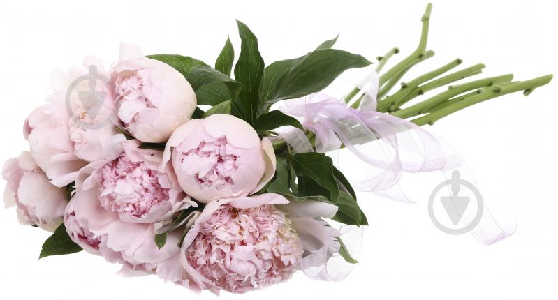 Пион Gardenia шампань (Нидерланды) - фото 6