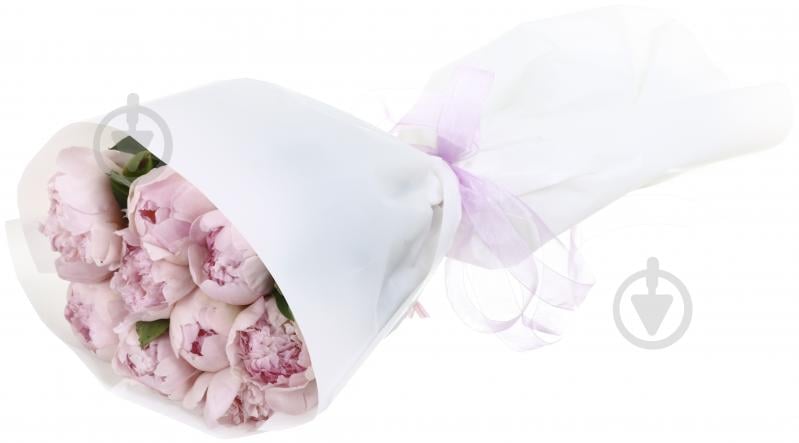 Пион Gardenia шампань (Нидерланды) - фото 2