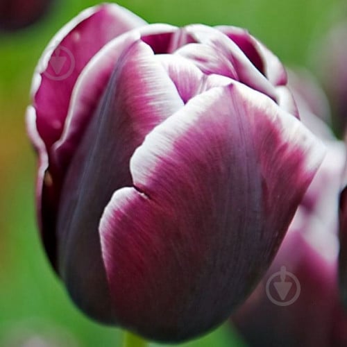 Луковица Яскрава Тюльпан триумф Jack Pot 3 шт. - фото 1 Луковица Яскрава Тюльпан триумф Jack Pot 3 шт. - фото 1