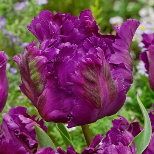 Луковица Яскрава Тюльпан попугайный Negrita Parrot 2 шт. - фото 1 Луковица Яскрава Тюльпан попугайный Negrita Parrot 2 шт. - фото 1