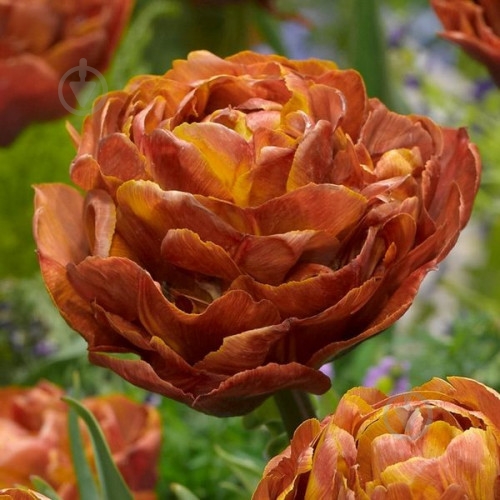 Луковица Яскрава Тюльпан махровый Browniw 3 шт. - фото 1 Луковица Яскрава Тюльпан махровый Browniw 3 шт. - фото 1