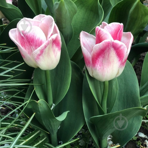 Луковица Яскрава Тюльпан триумф Pleasure 3 шт. - фото 1