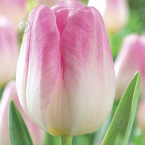 Луковица Яскрава Тюльпан триумф Showbizz 3 шт. - фото 1