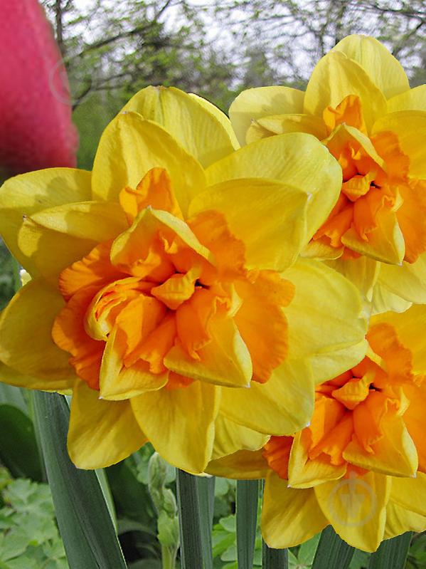 Луковица TUBERBULB Export B.V. нарцисса Апофеоз 3 шт. - фото 1