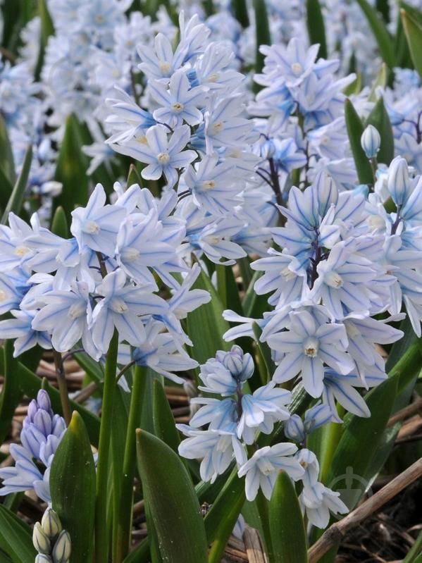 Цибулина TUBERBULB Export B.V. пушкінії ліванської 7 шт. - фото 1