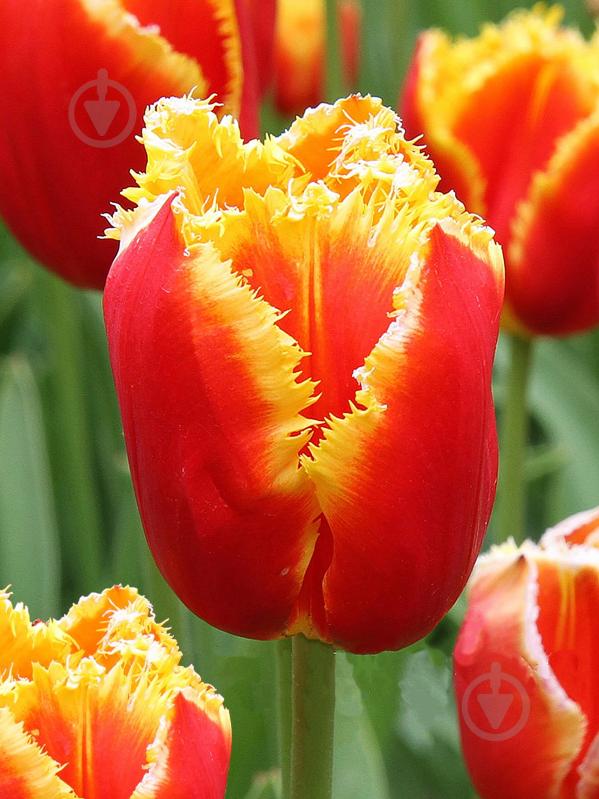 Цибулина TUBERBULB Export B.V. тюльпана бахромчастого Давенпорт 3 шт. - фото 1