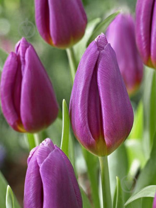 Луковица TUBERBULB Export B.V. тюльпана триумф Копекс 3 шт. - фото 1 Луковица TUBERBULB Export B.V. тюльпана триумф Копекс 3 шт. - фото 1