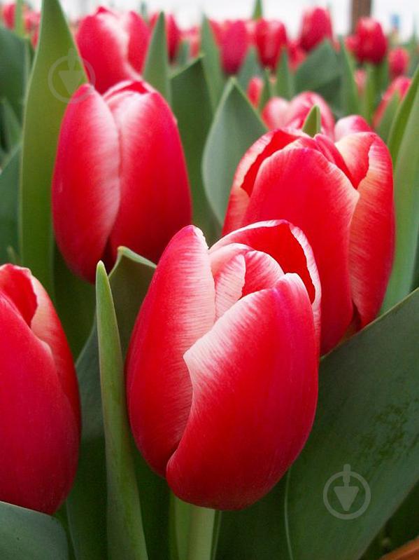 Луковица TUBERBULB Export B.V. тюльпана триумф Кунг Фу 3 шт. - фото 1 Луковица TUBERBULB Export B.V. тюльпана триумф Кунг Фу 3 шт. - фото 1