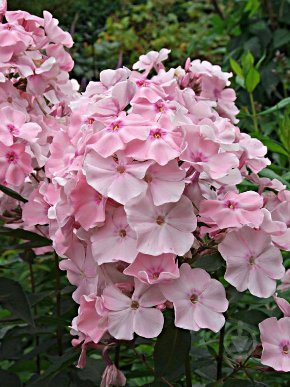 Кореневище флокса Роза Пастелл 1 шт. - фото 1