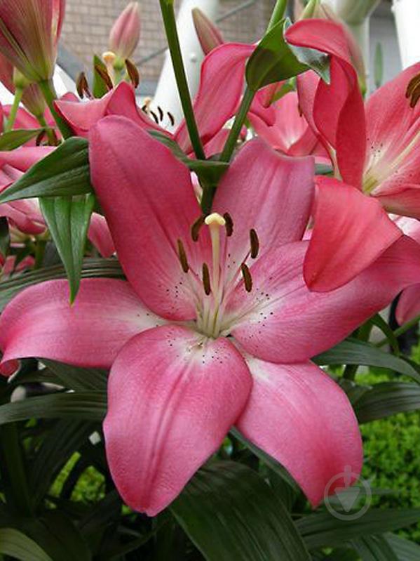 Луковица лилии ЛА Арбатакс 1 шт. - фото 1 Луковица лилии ЛА Арбатакс 1 шт. - фото 1