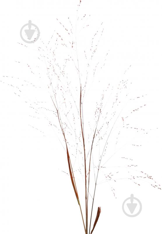 Паникум желтый/оранжевый (Нидерланды) - фото 4