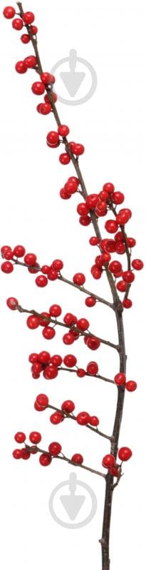 Илекс красный (Нидерланды) - фото 2 Илекс красный (Нидерланды) - фото 2