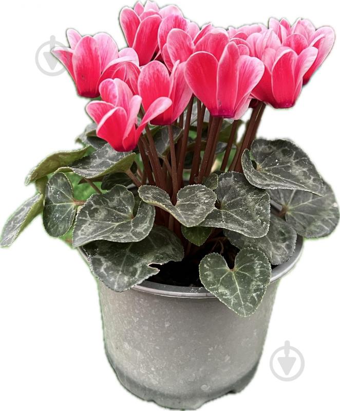 Растение цикламен d12 - фото 5