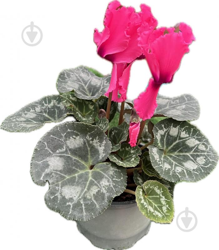 Растение цикламен d12 - фото 10