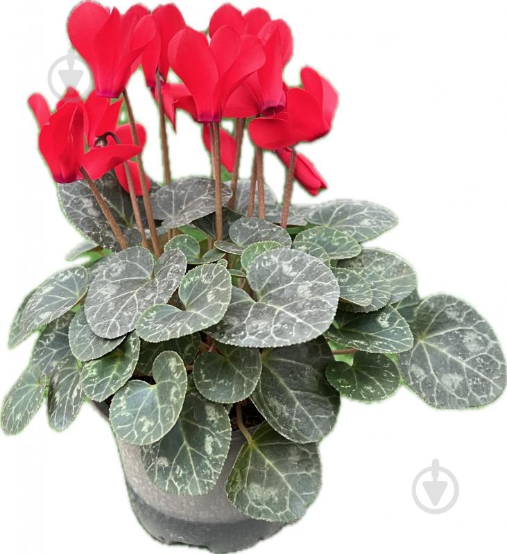 Растение цикламен d12 - фото 9