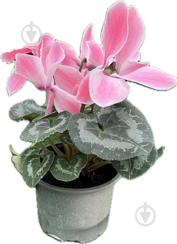 Растение цикламен d12 - фото 11