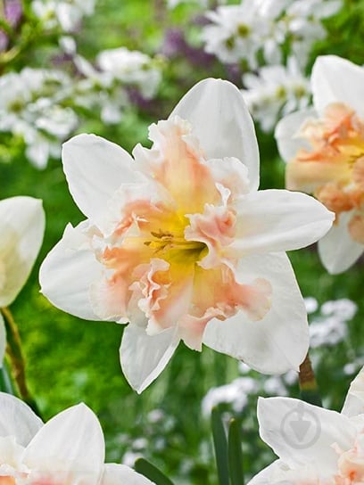 Цибулина TUBERBULB Export B.V. нарциса Палмарес 2 шт. - фото 1