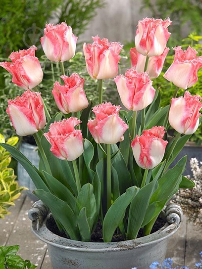 Луковица VWS EXPORT – IMPORT OF FLOWERBULBS B.V. тюльпана бахромчатого Линжери 3 шт. - фото 1