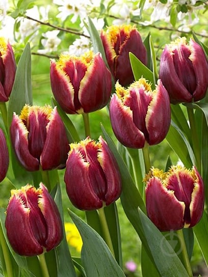 Луковица VWS EXPORT – IMPORT OF FLOWERBULBS B.V. тюльпана бахромчатого Меркурий 3 шт. - фото 1