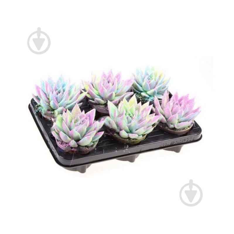 Рослина Ехеверія 10х12 Miranda фарбована Multi Glitter мікс - фото 1 Рослина Ехеверія 10х12 Miranda фарбована Multi Glitter мікс - фото 1